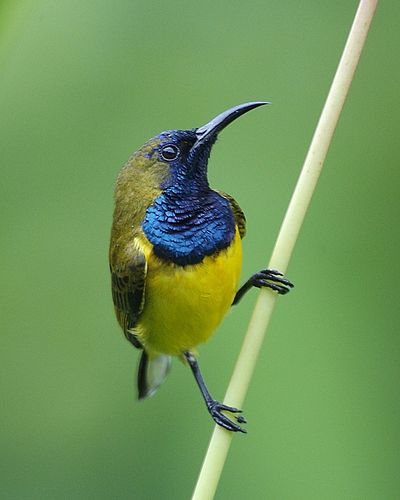 Olive-backed sunbird